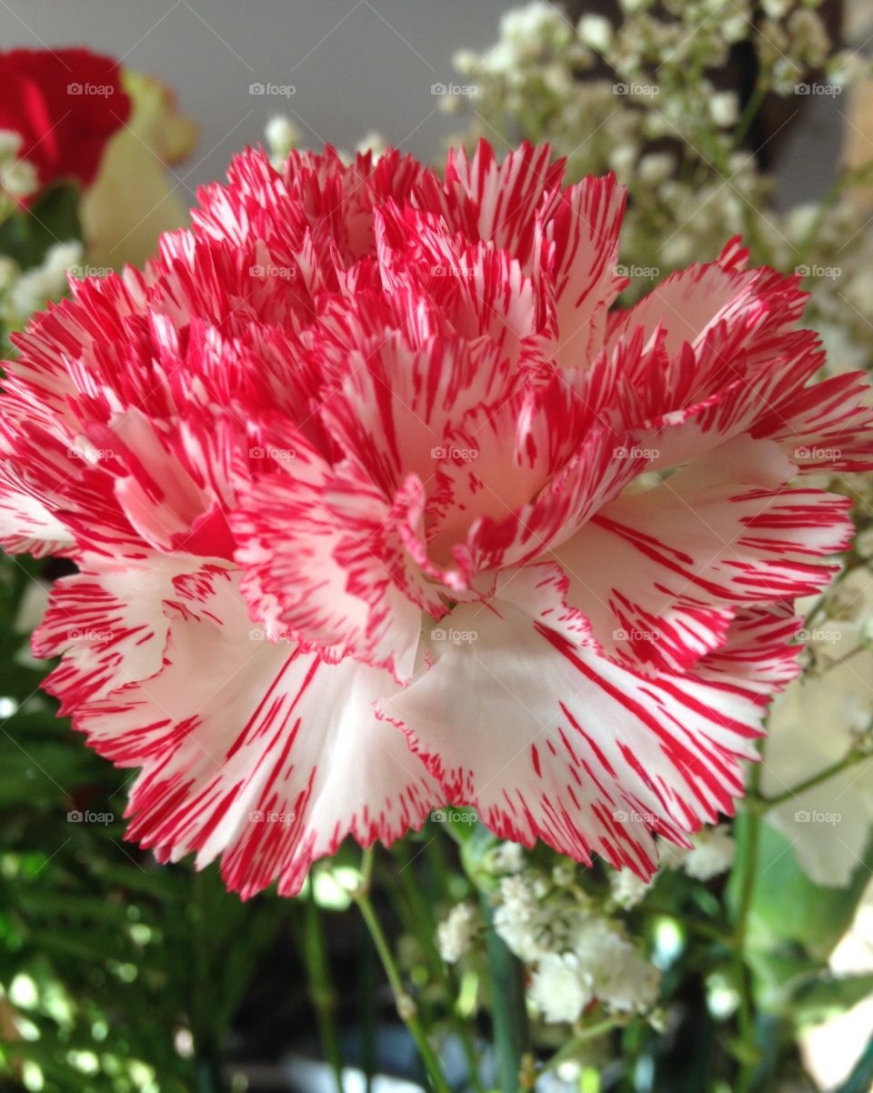 Red and white carnation 