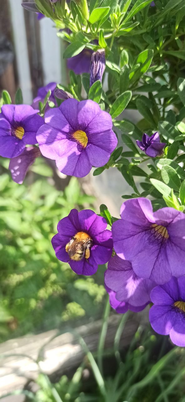 petunia