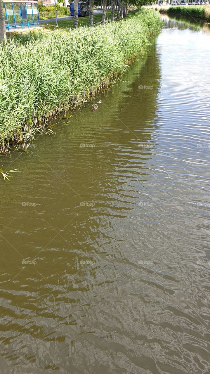 three ducks in the water