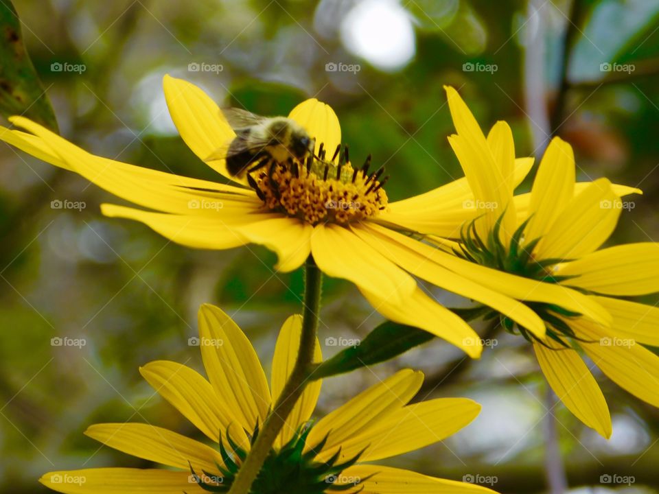 yellow daisy and yellow bumble bee