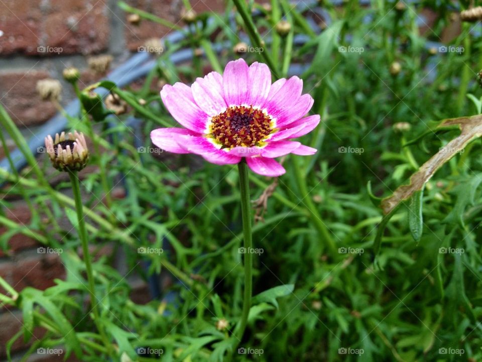 green garden pink flower by maryyy