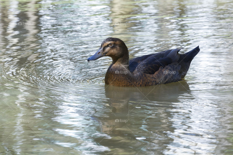 A duck in the pond.