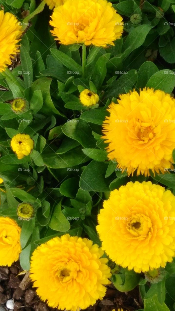 yellow marigolds