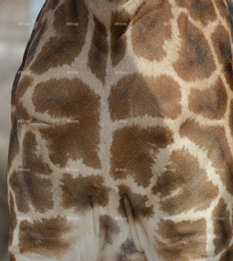 giraffe