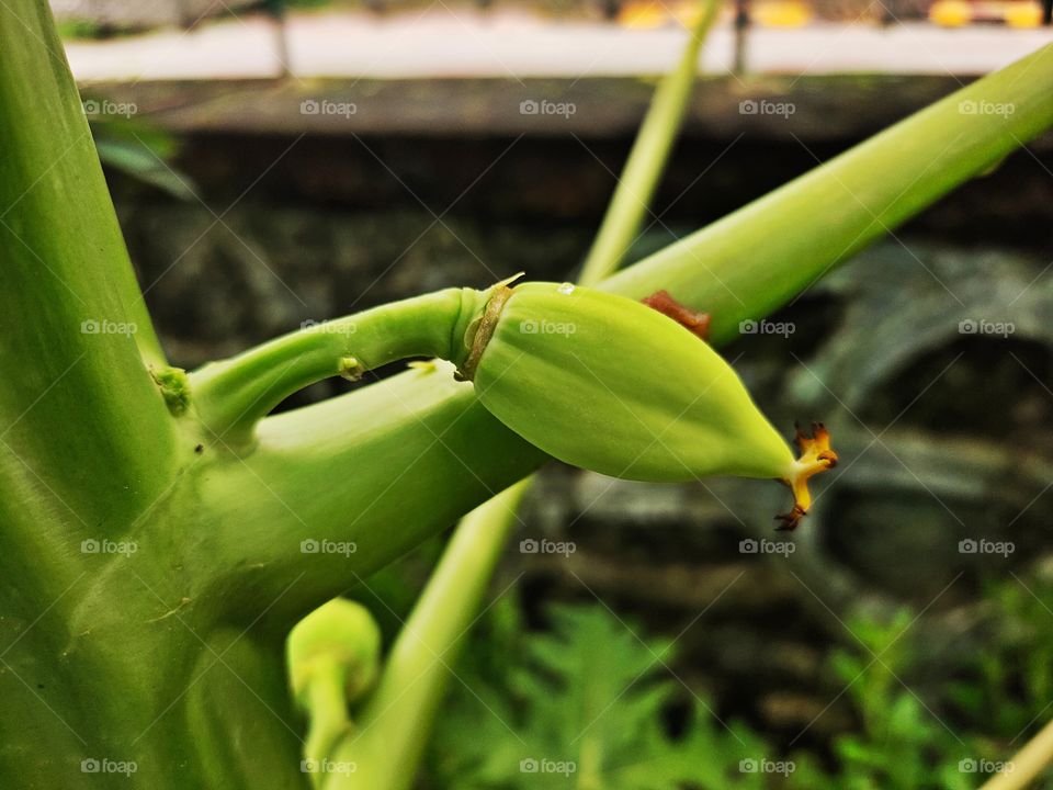 Spring of Papaya
Green World

🌱🌱🌿🌿
Natural Beauty
👁️📷👁️📷