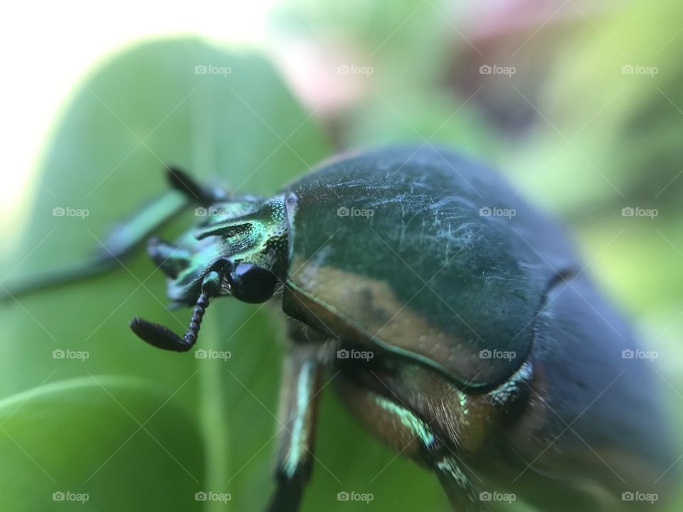 Green Beetle Macro Head and Body