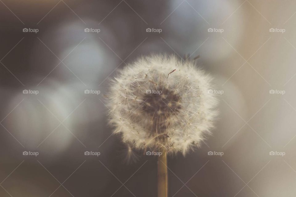 Dandelion.