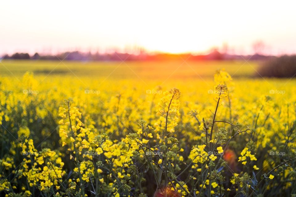 Sunset over Rapefield