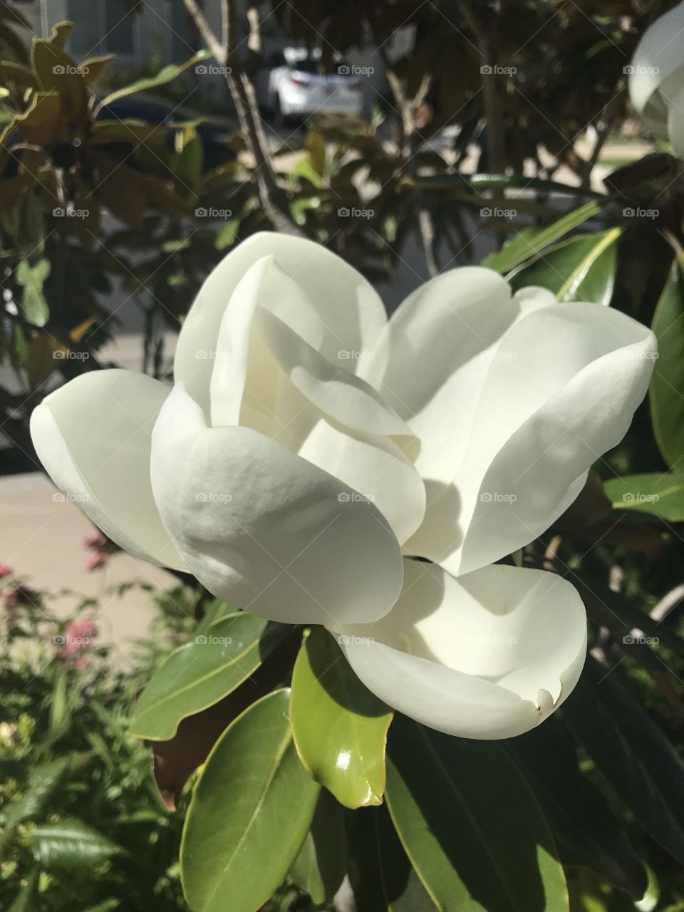 White magnolia flower 