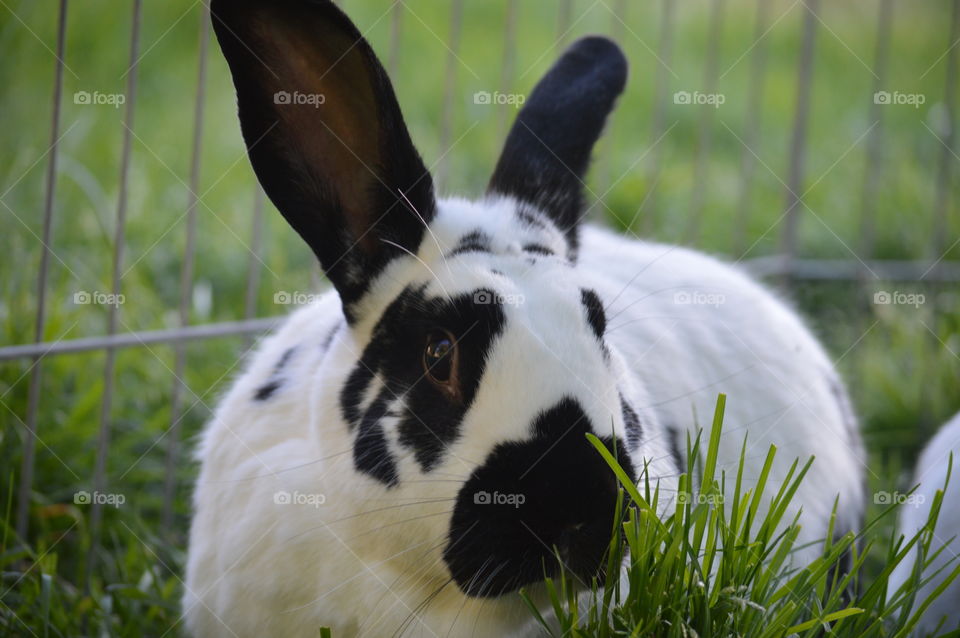 Animals having a hay day