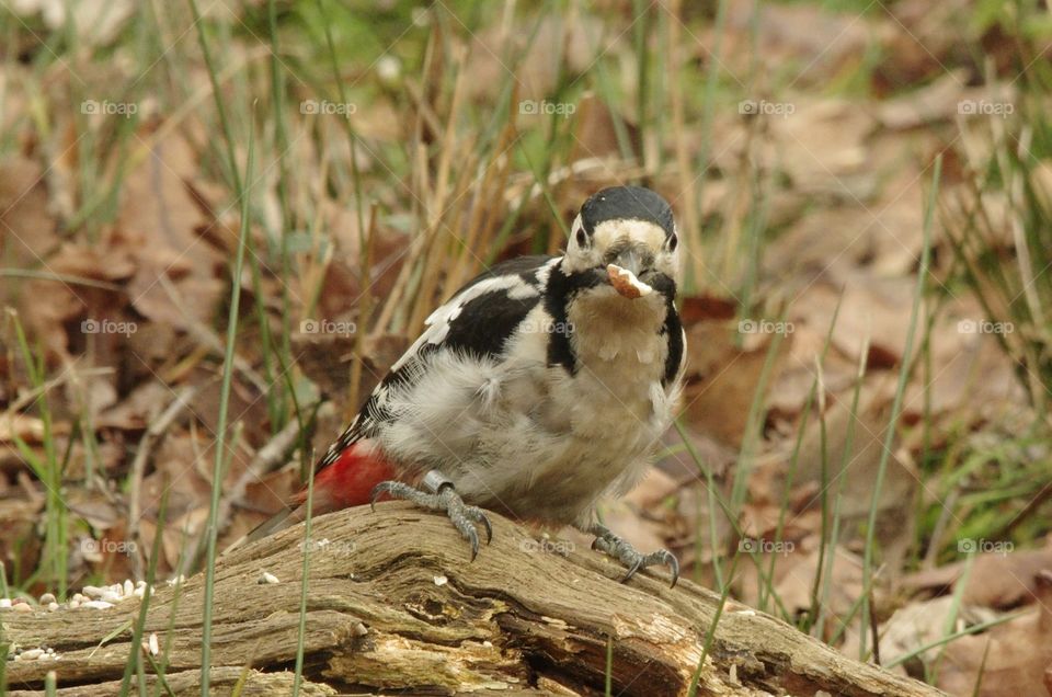 Female Great Spotted Woodpecker perching on tree log, picking up food and looking straight in the camera