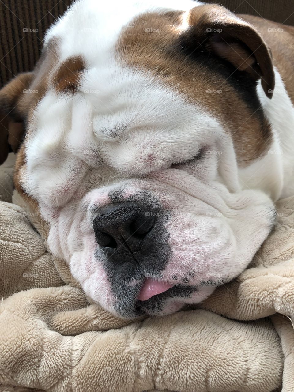 Sleeping English Bulldog with his tongue out 