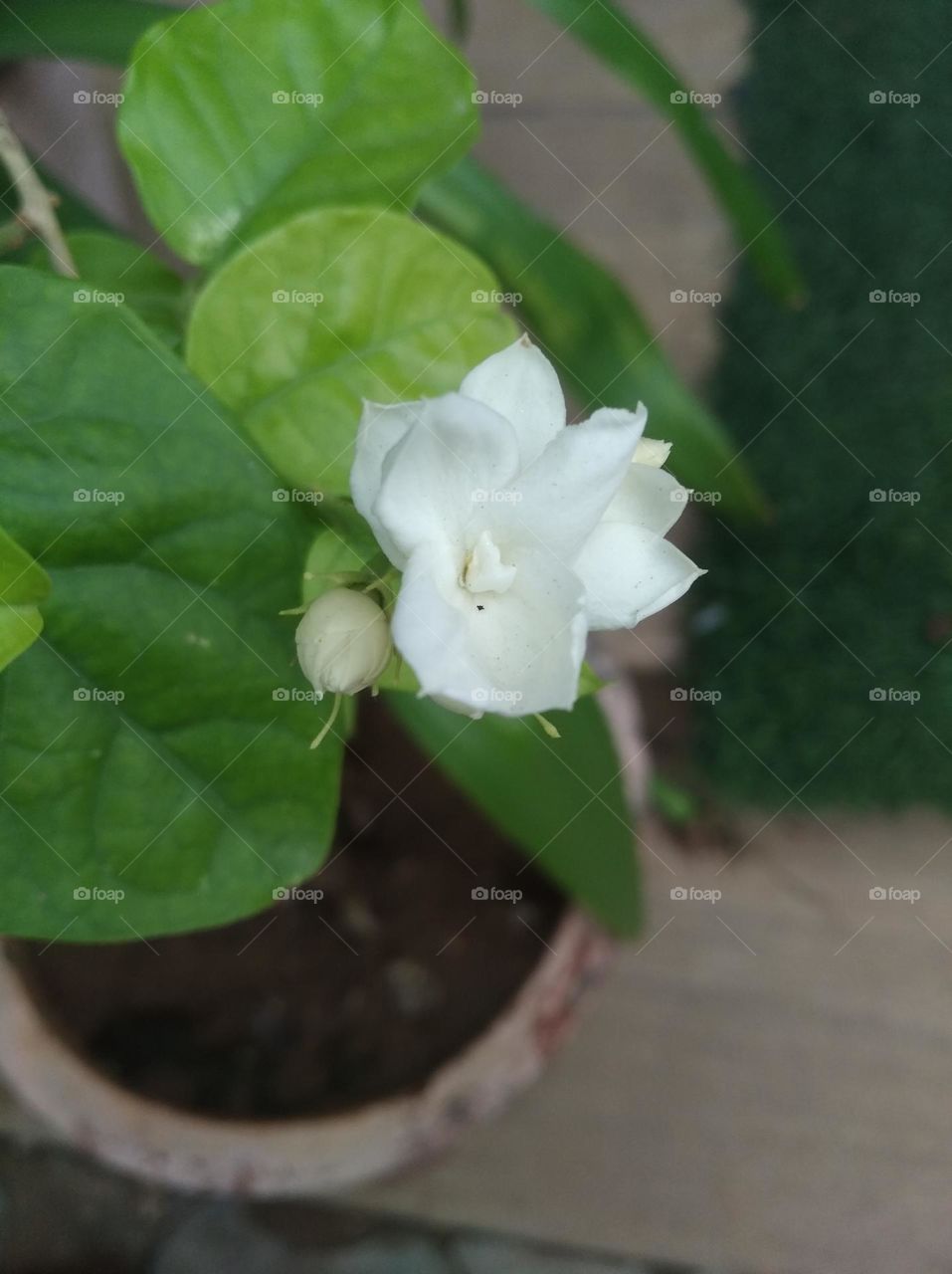 white flower seasonal fresh looks very beautiful generally found everywhere seasonal