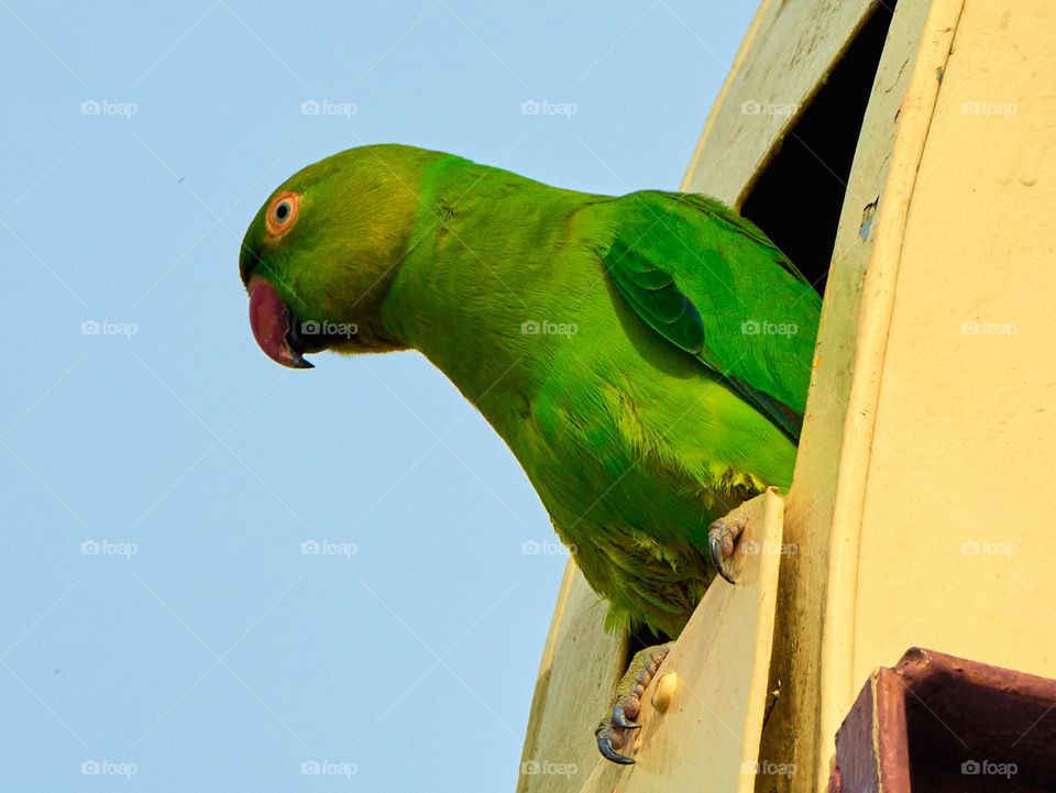 Bird photography  - Parrot