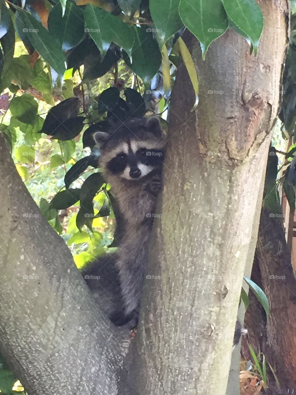 Raccoon peeking around tree 