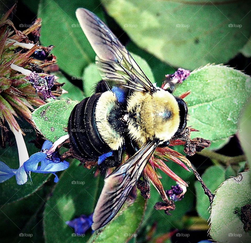 Fuzzy Bumblebee