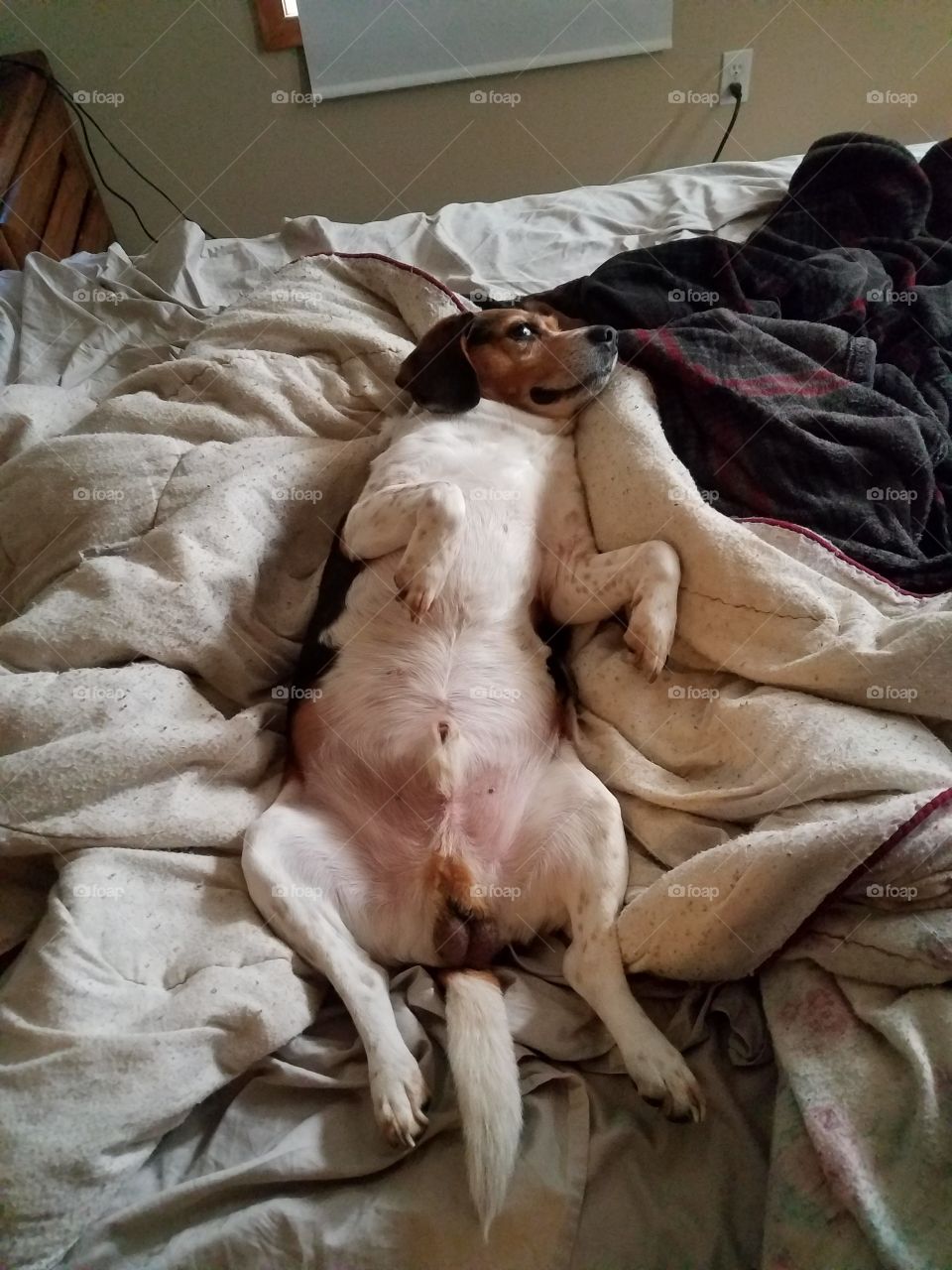 No Person, Bed, Reclining, One, Mammal