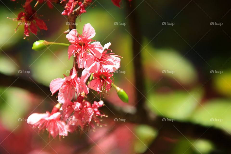 Beautiful flowers in spring season.