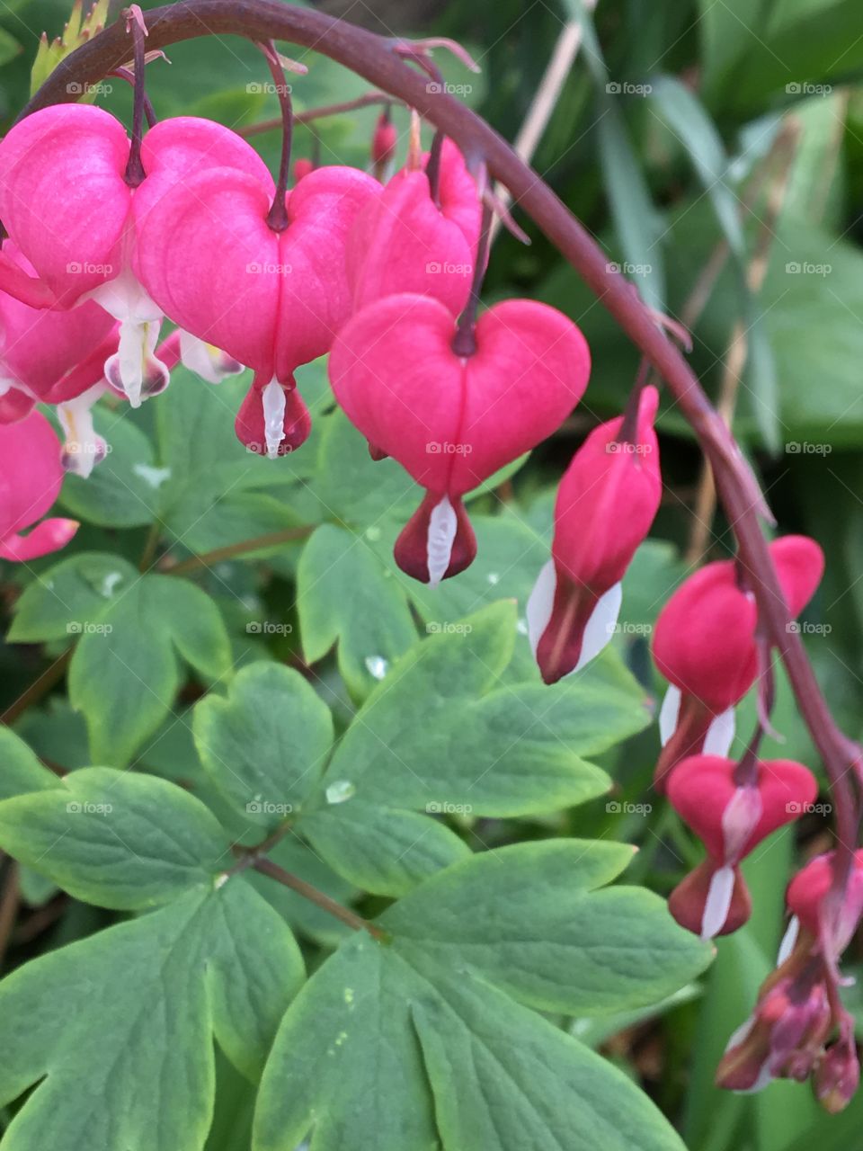 Bleeding heart perennial plant 
