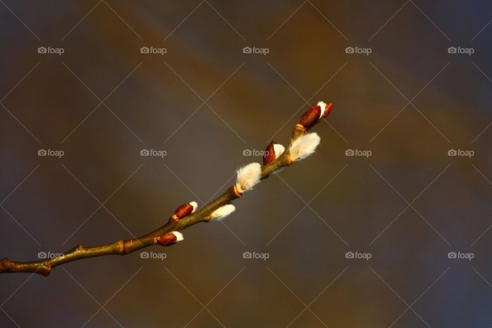 Willow branch