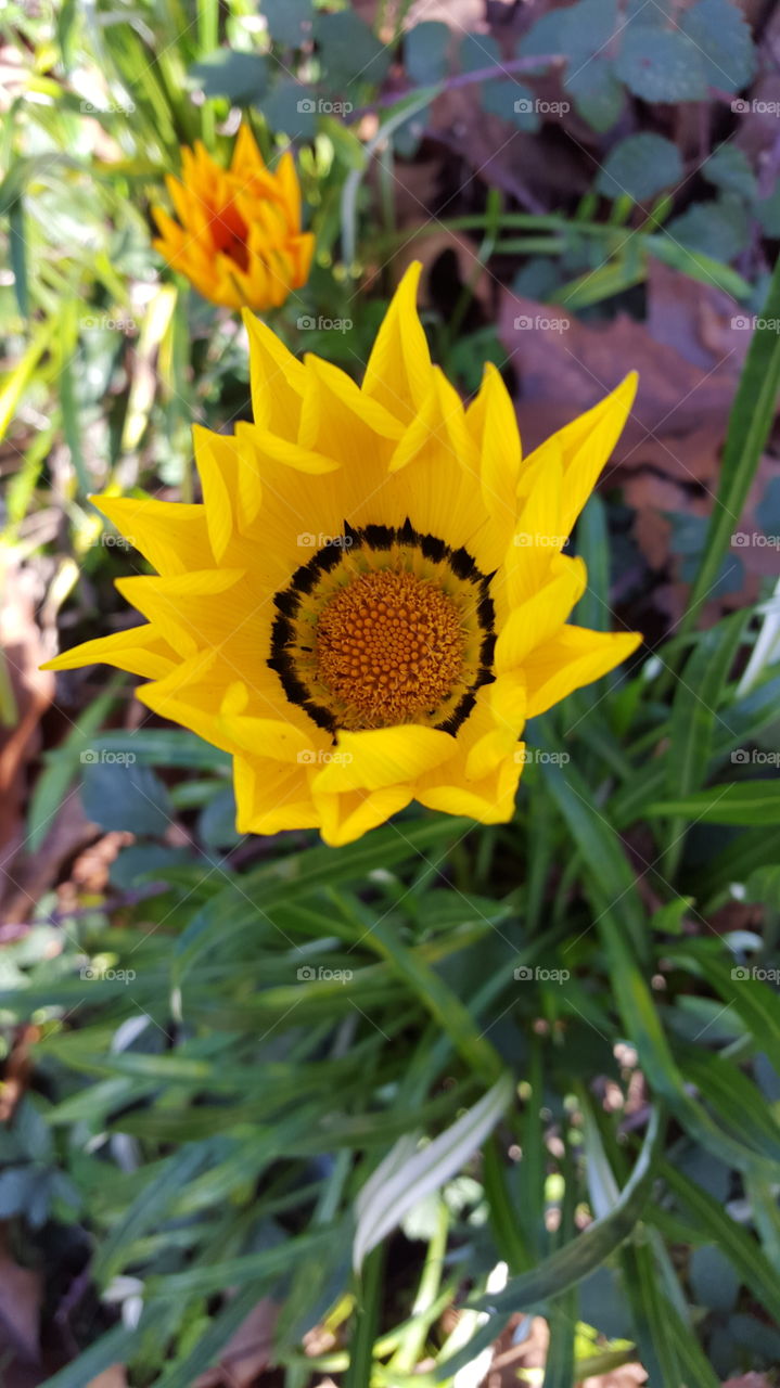 Autumn flowers