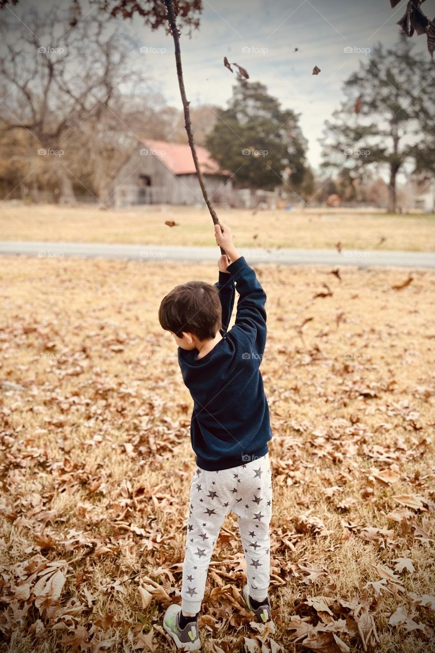 A young boy has fun playing with crisp Fall leaves on a brisk Autumn day in Mount Juliet, Tennessee 