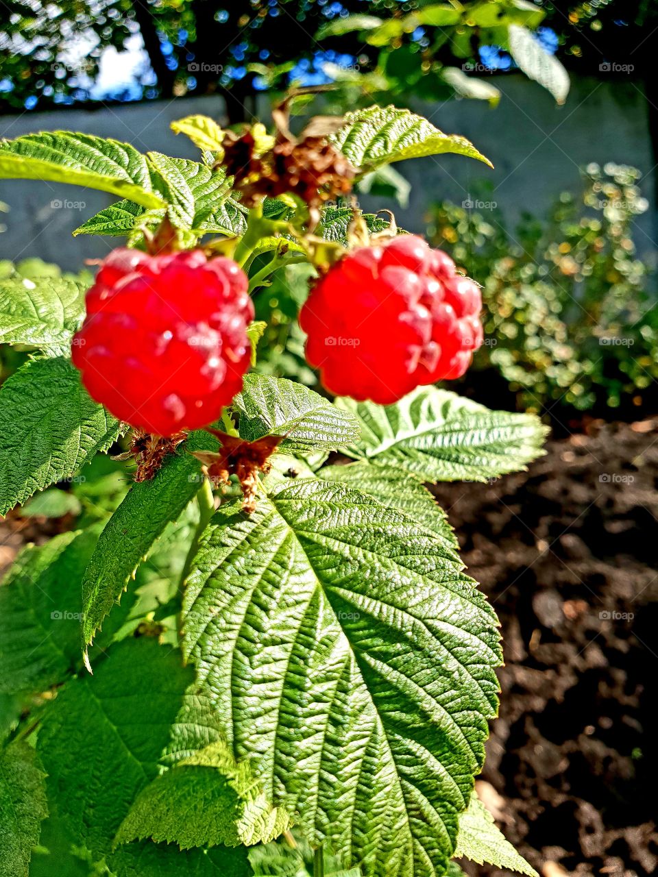 raspberries
