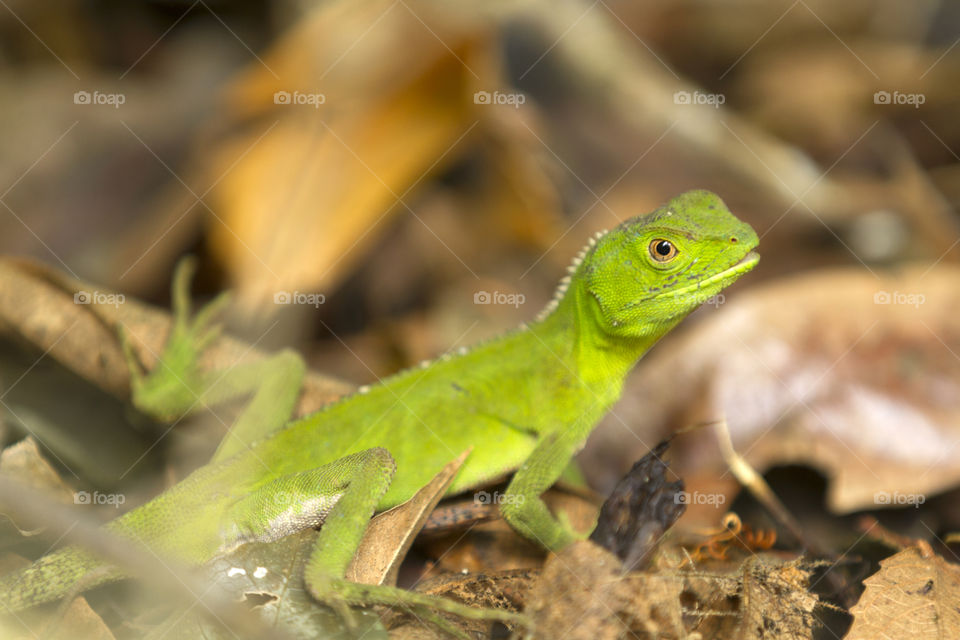 Green lizard in the wild.