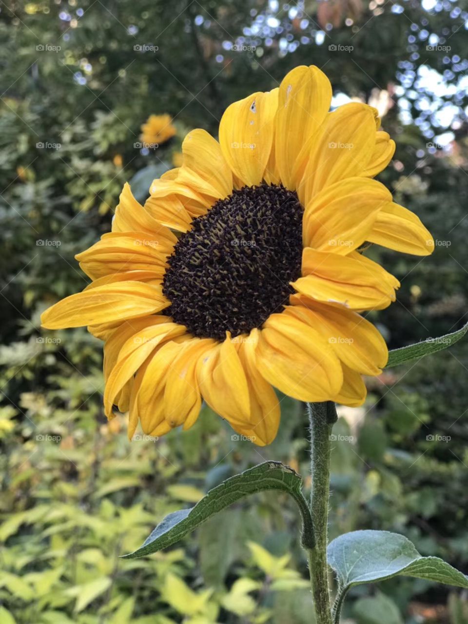 Sunflower 