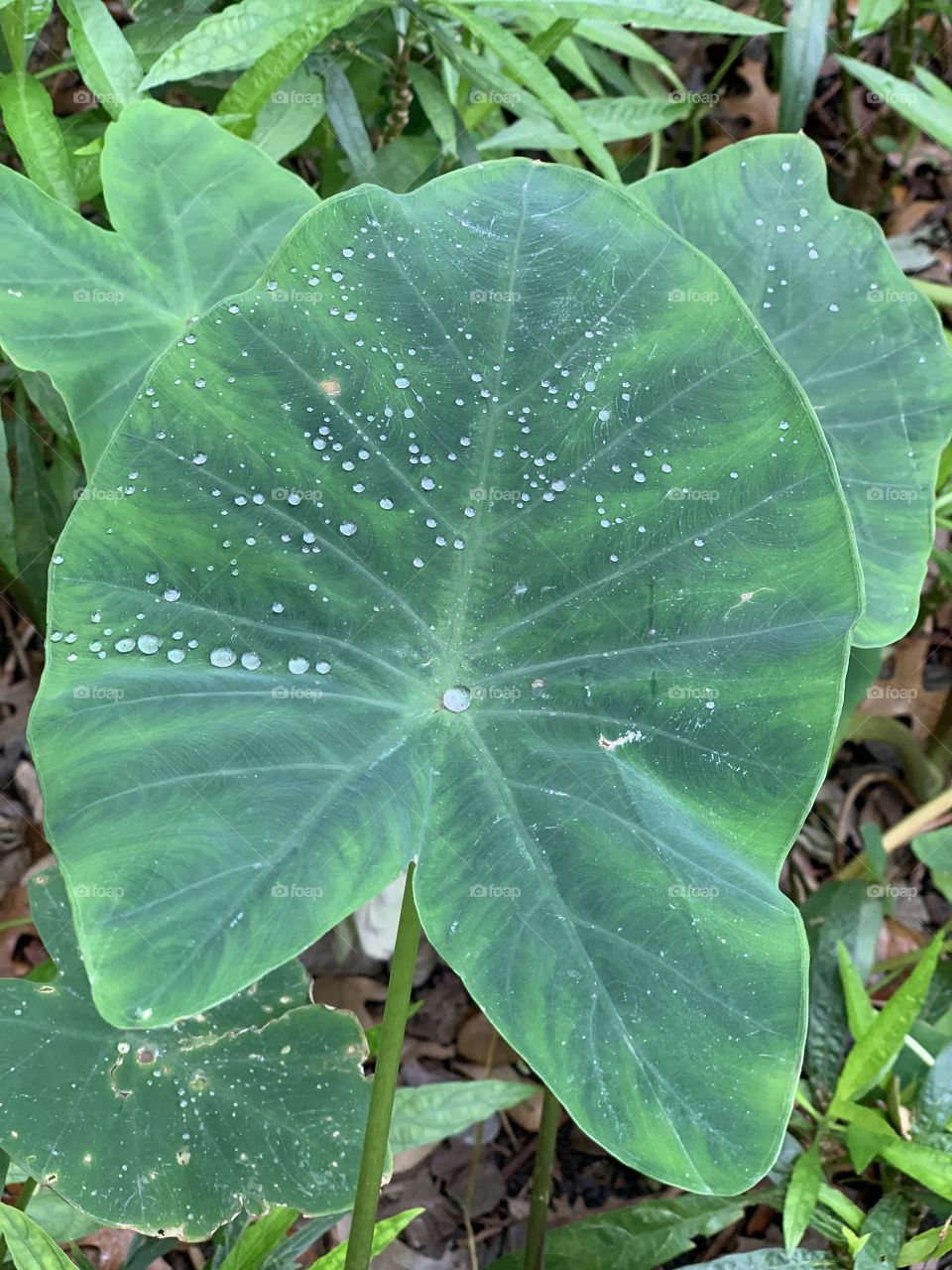 Leaf, Flora, Nature, Summer, No Person