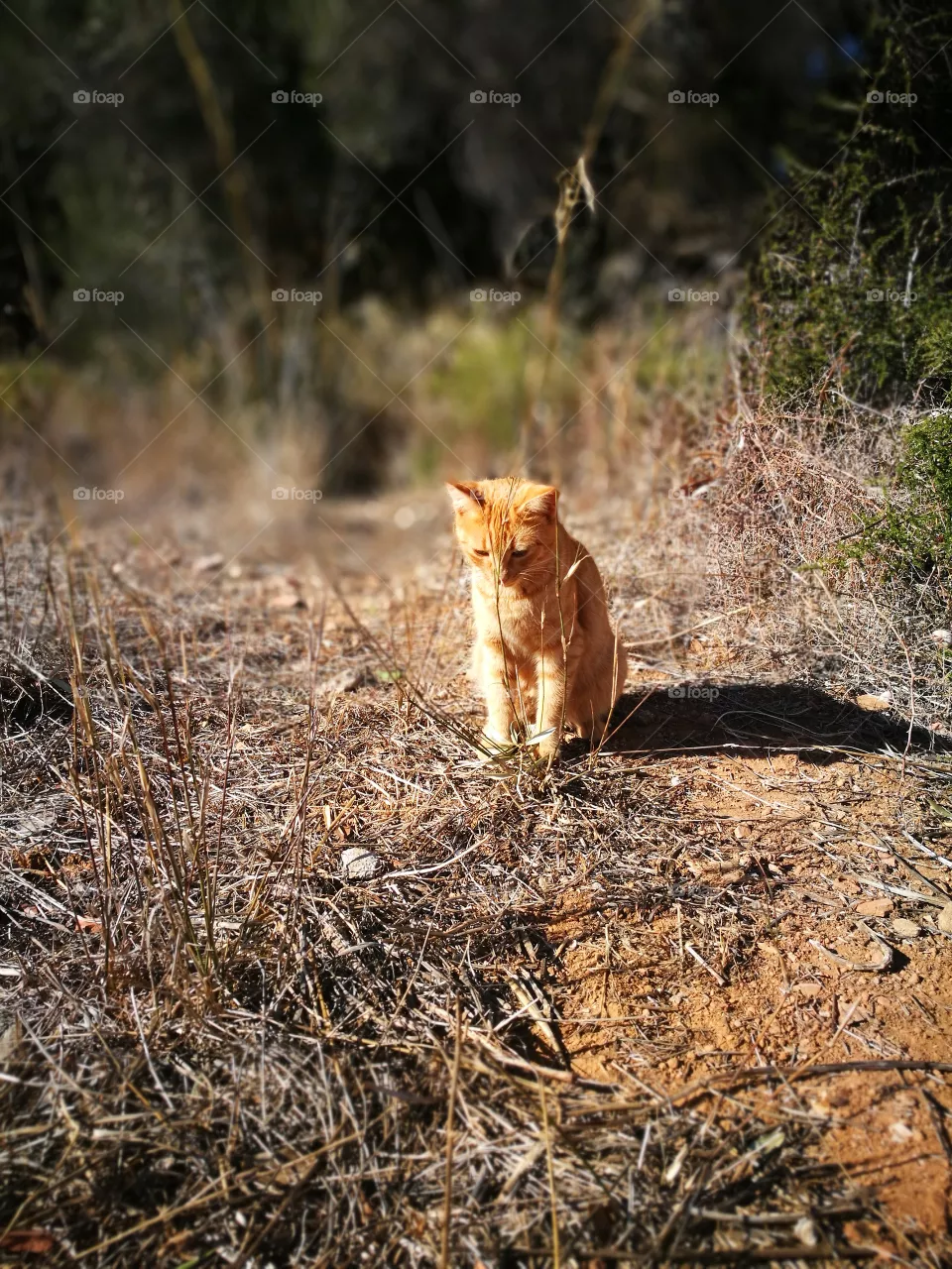 cat