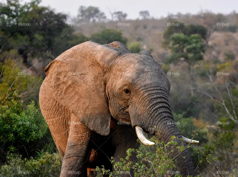 African elephants walking in the bush. The elephants are eating the vegetation and drinking water at the watering hole.  The elephants are travelling in small and big herds. The elephants use their trunks to break the trees to eat the leaves.