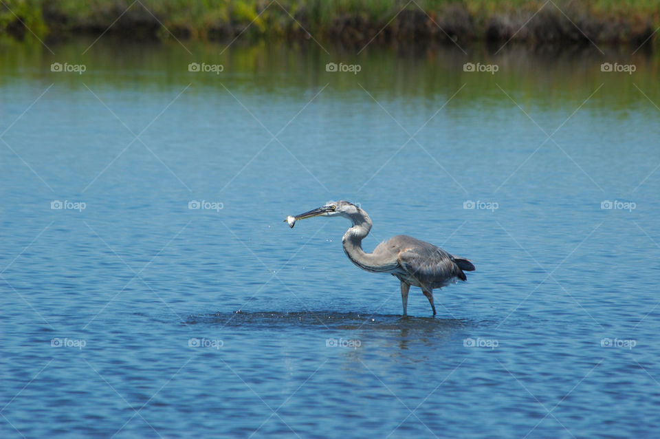 Great Blue Heron and fish 4