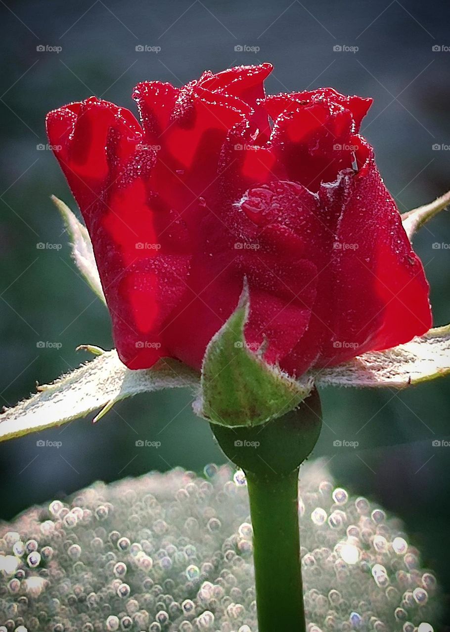 Valentine's Day. Gift fresh flowers. A bud of a red rose, on the petals of which there are dew drops that glow from the rays of the sun. Red is the color of love