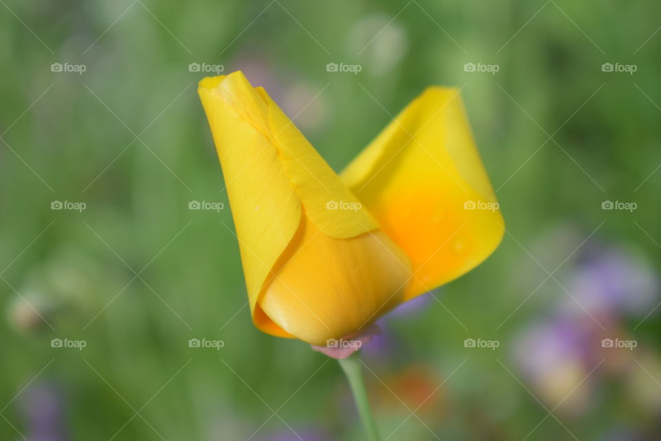 yellow flower