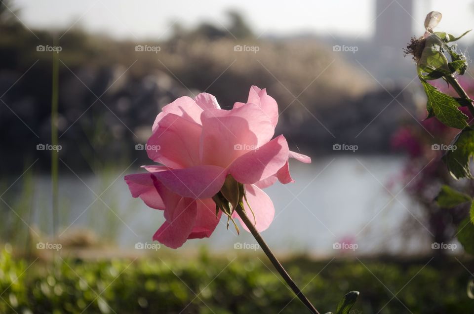 A rose alongside the Nile river 