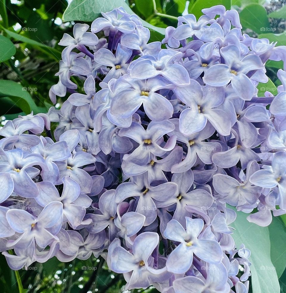 Lilacs
