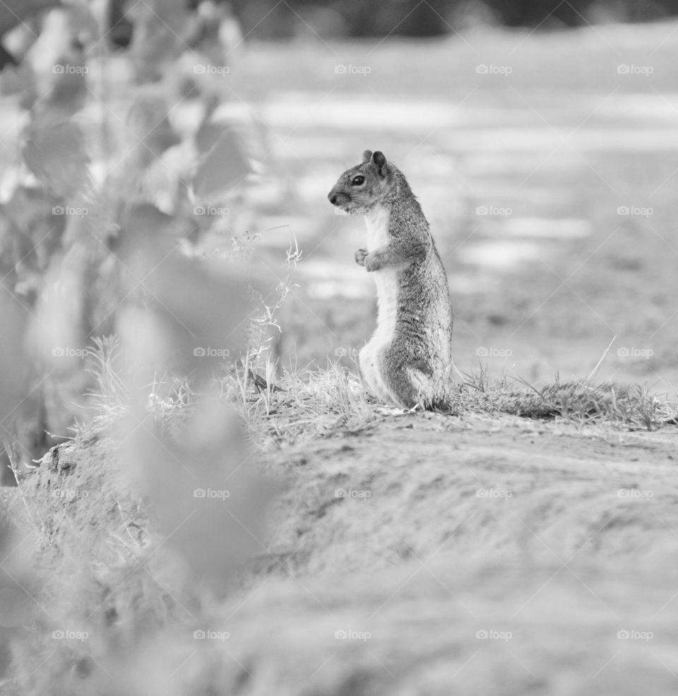 Black-and-white photography of a squirrel looking out over nature