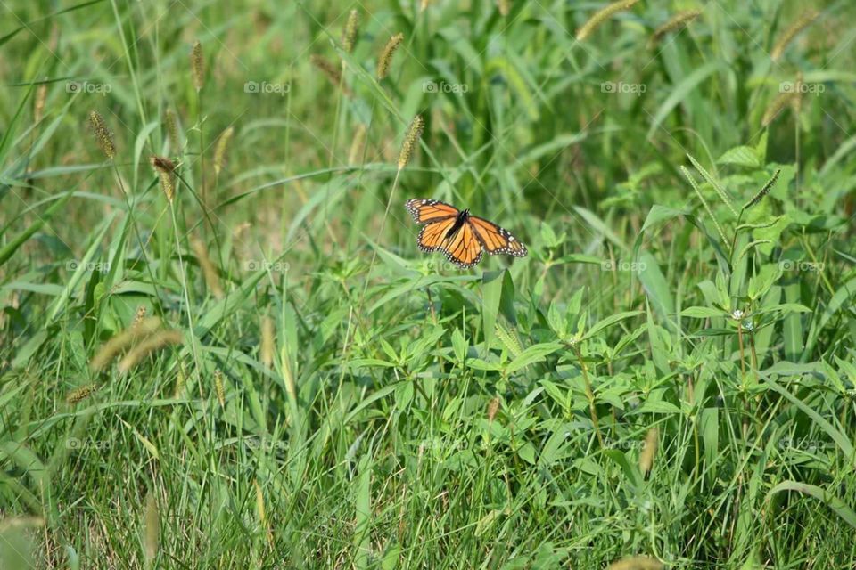 Butterfly mid flight. Took this while hiking the trail around Lakeside 370 Park.