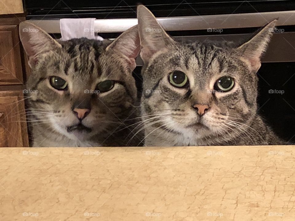 Dracula and annabel Lee 