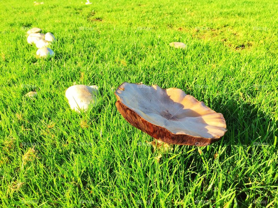 Inverted mushroom.