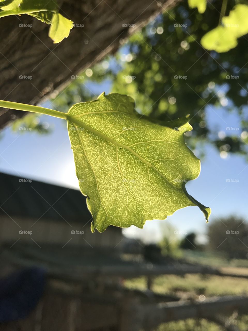 Beautifully leaves 