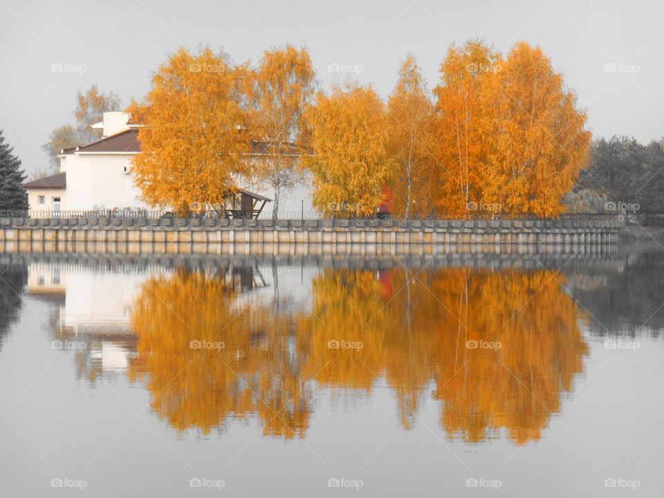 Fall, Tree, No Person, Leaf, Outdoors