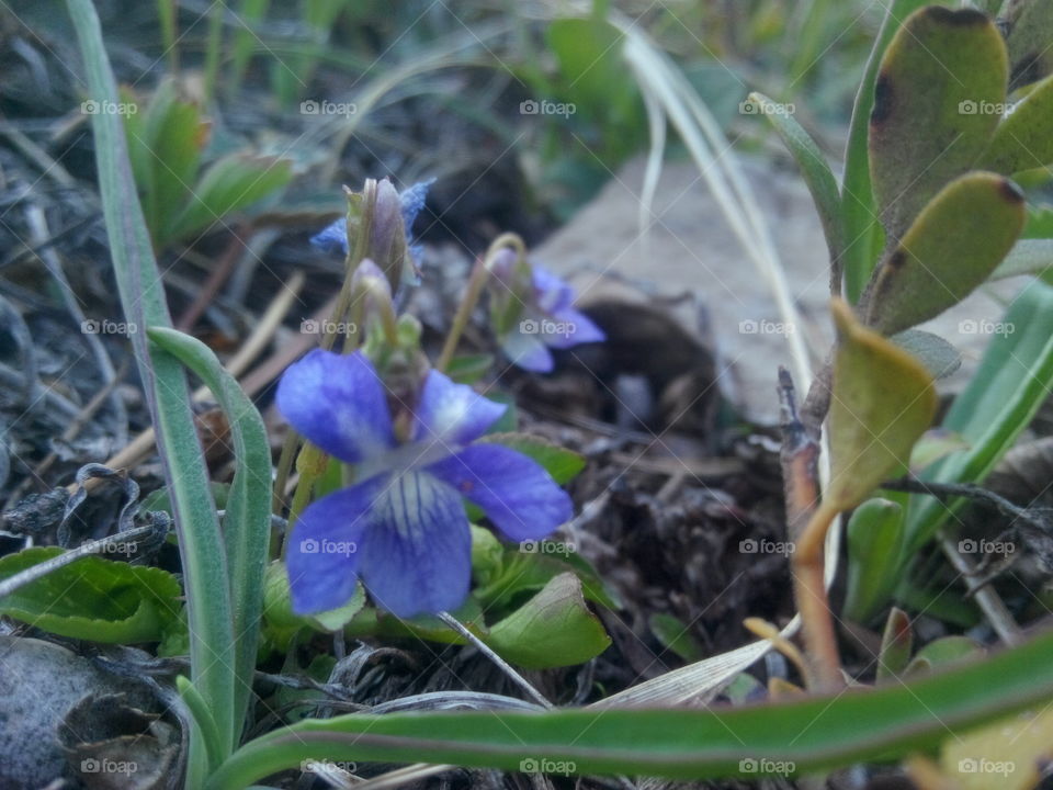 Wild violet . Beautiful violets