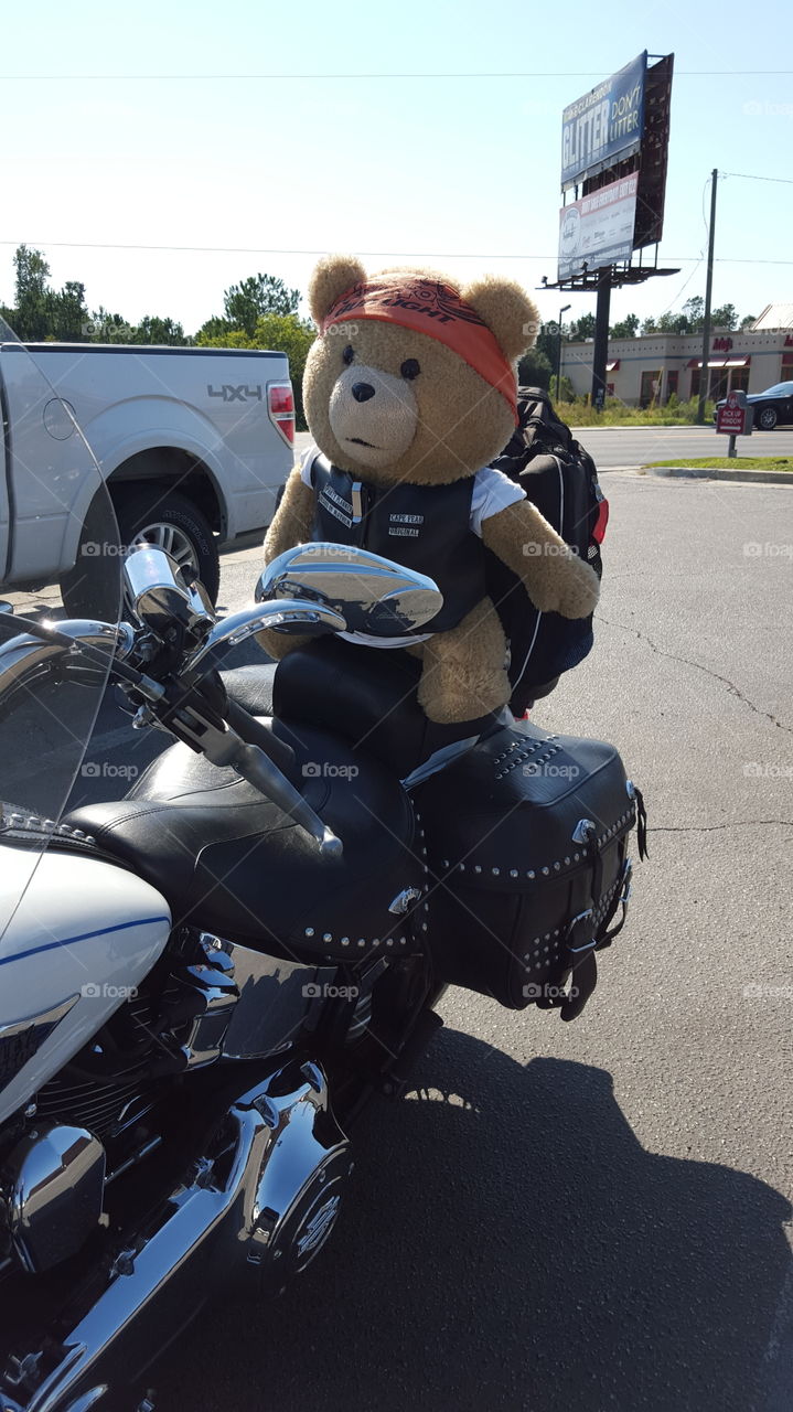 Bad biker bear