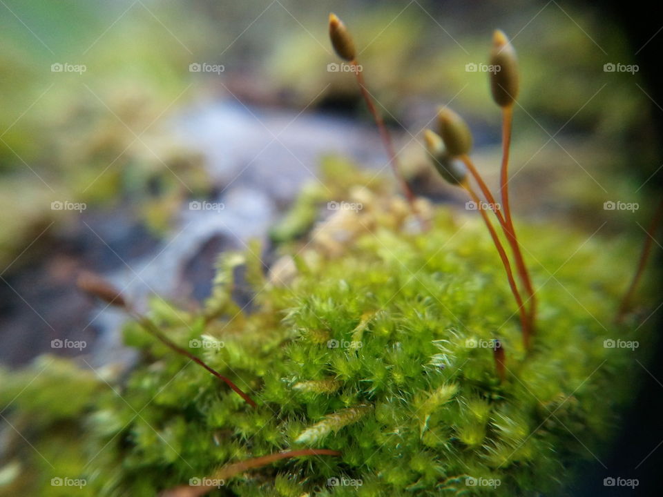 moss