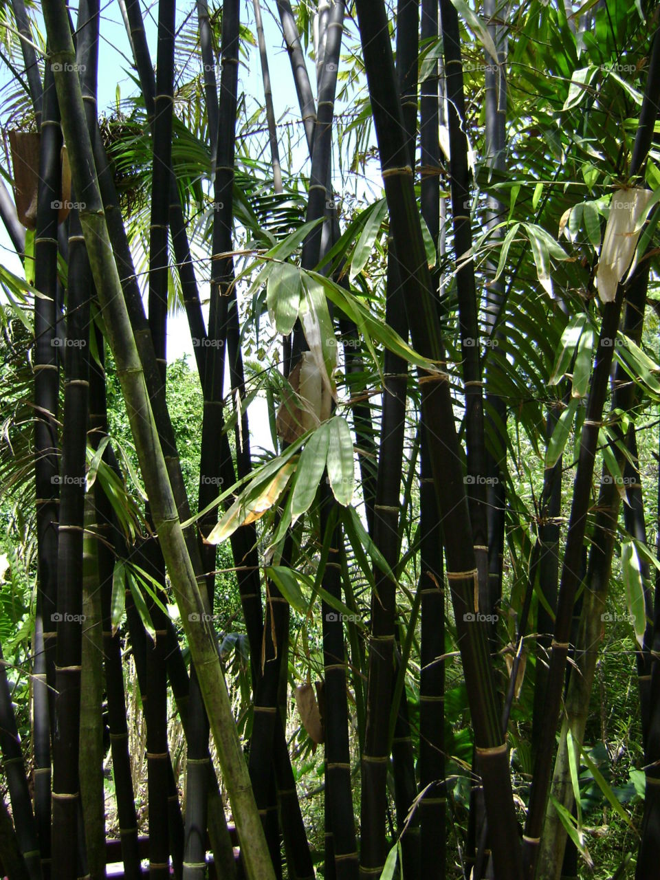 black bamboo. black bamboo