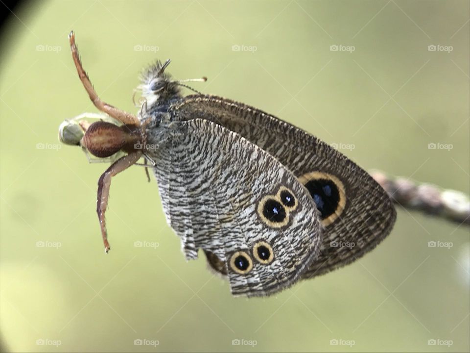 Spider with it’s prey