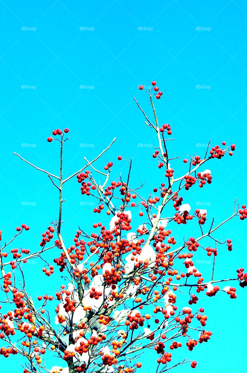 flower snow winter sky by lexlebeur