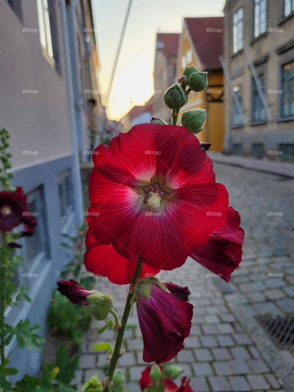 Beautiful red blooming hollyhock in a street of Haderslev, Denmark.